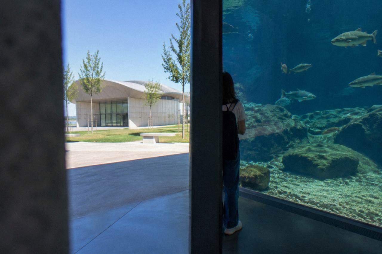 Large glass aquarium tank with fish swimming over a rocky riverbed in a dimly lit gallery