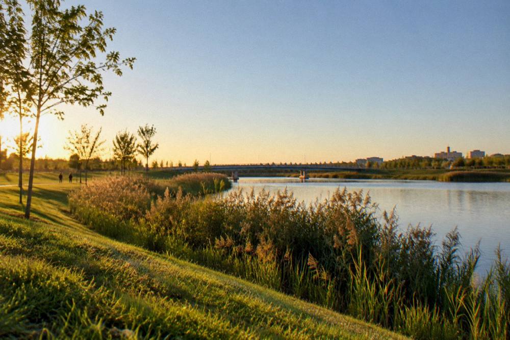 Reed beds and calm water at the edge of a river meadow at sunrise