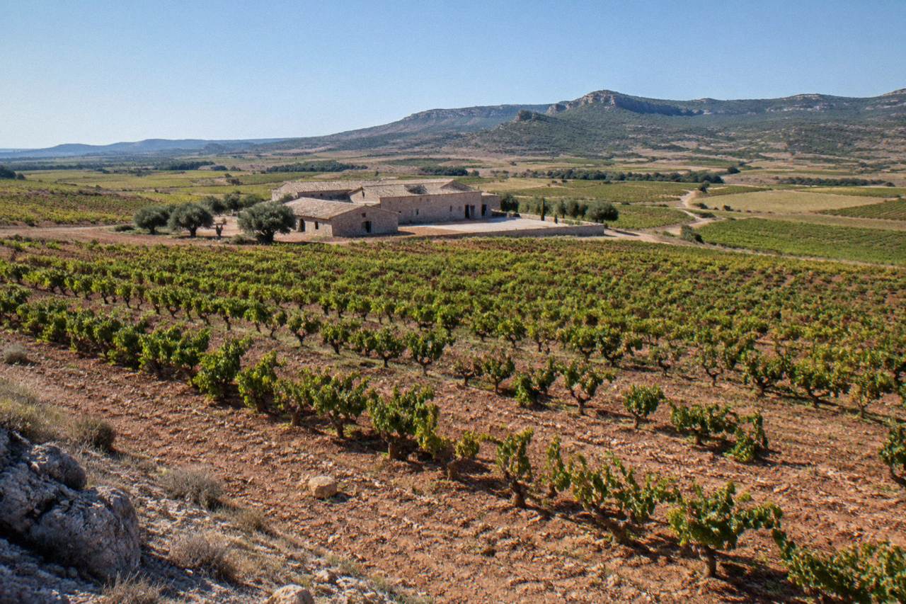 Vineyards stretching across a dry, gently rolling landscape under a wide afternoon sky