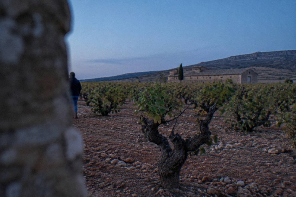 An old gnarled garnacha vine trunk with sparse leaves growing directly from stony soil