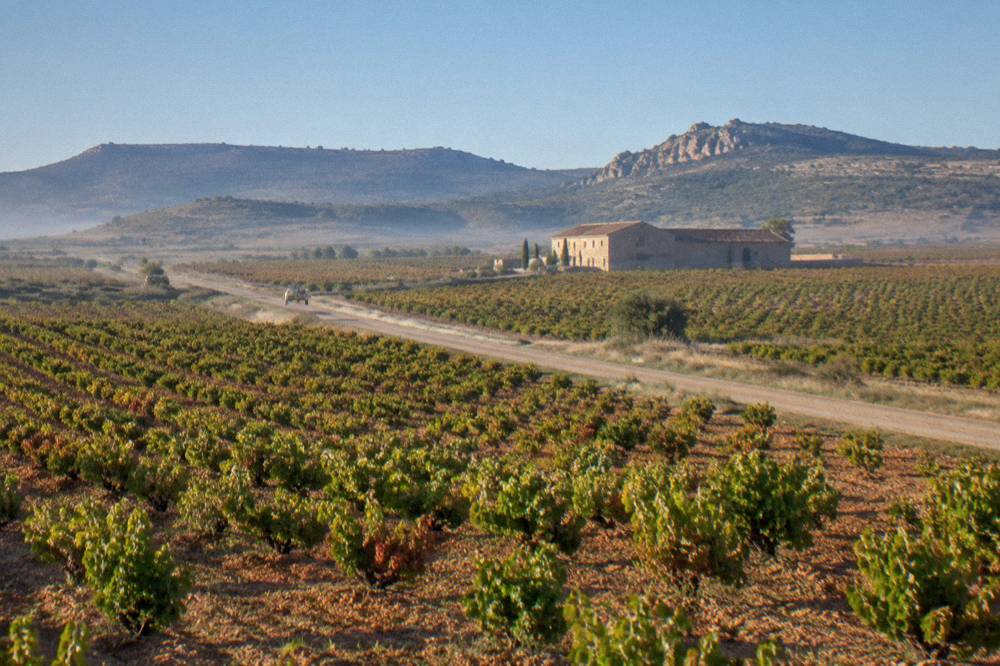 A rural road cutting between wide vineyard fields under a cloudless sky