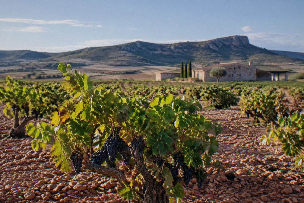 Grapes ripening in clusters on a low vine under strong afternoon light