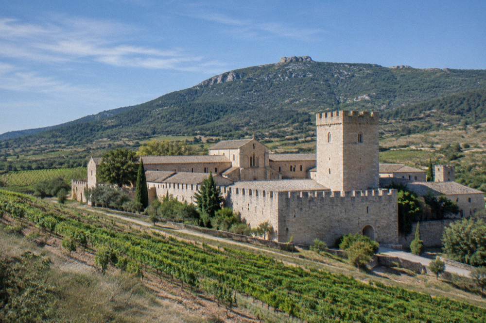 Rows of vineyards on a hillside with a forested mountain ridge behind under a wide sky