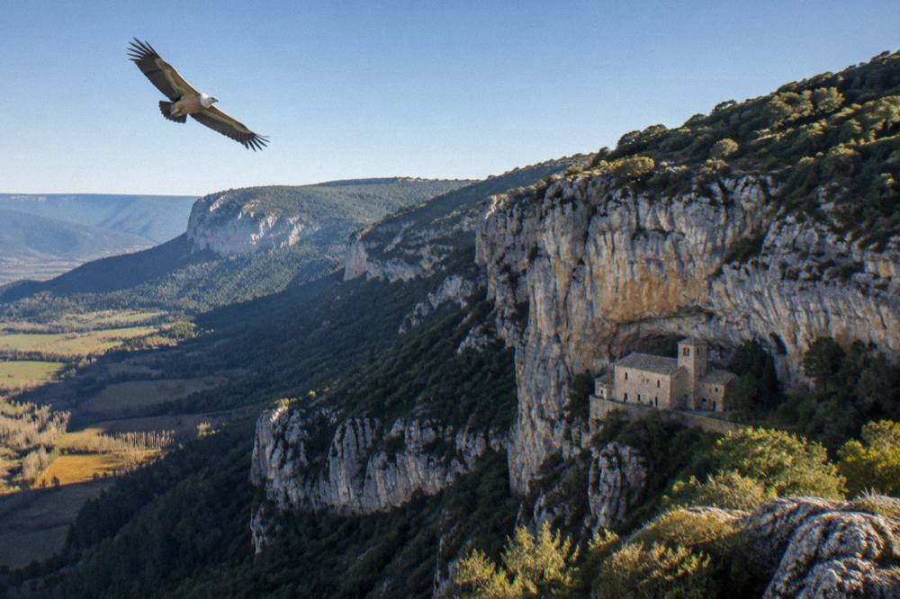 A griffon vulture circling above limestone cliffs in the Sierra de San Juan de la Peña